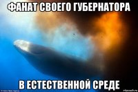 фанат своего губернатора в естественной среде