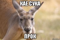 кае сука прок