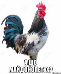  а шо майдонопетух?
