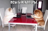 псы бухгалтеры. 