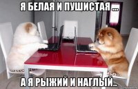 я белая и пушистая ... а я рыжий и наглый..