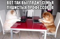 вот так выглядит семья пушистых профессоров 