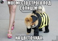 мое место строго под солнцем! на цветочках.