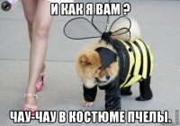 и как я вам ? чау-чау в костюме пчелы.