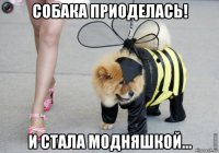 собака приоделась! и стала модняшкой...