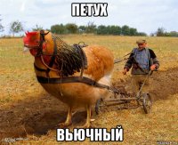 петух вьючный