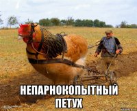  непарнокопытный петух