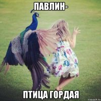 павлин- птица гордая