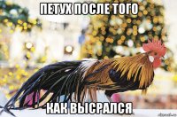 петух после того как высрался