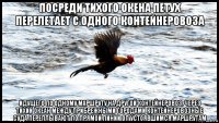 посреди тихого окена петух перелетает с одного контейнеровоза идущего по одному маршруту на другой контейнеровоз. через тихий океан между прибрежными городами контейнеровозные суда переплывают по прямой линии оп устоявшимся маршрутам