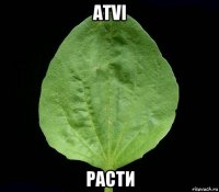 atvi расти