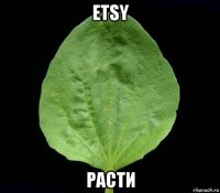 etsy расти