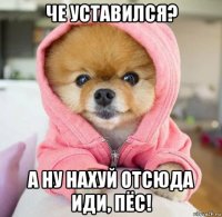 че уставился? а ну нахуй отсюда иди, пёс!