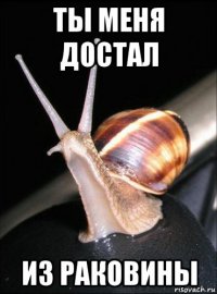 ты меня достал из раковины