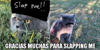  gracias muchas para slapping me