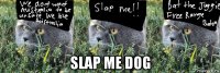 slap me dog