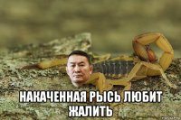  накаченная рысь любит жалить