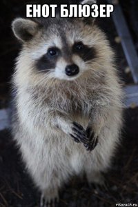 енот блюзер 