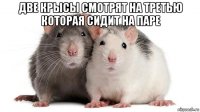 две крысы смотрят на третью которая сидит на паре 