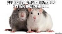 две крысы смотрят на свою третью подругу ноню 