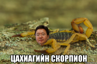 цахиагийн скорпион