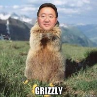  grizzly