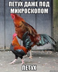 петух даже под микроскопом петух