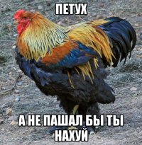петух а не пашал бы ты нахуй