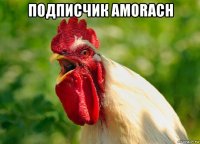 подписчик amorach 
