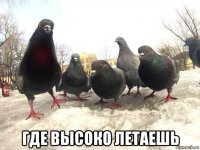  где высоко летаешь