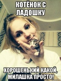 котёнок с ладошку хорошенький какой, милашка просто!