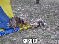  какого