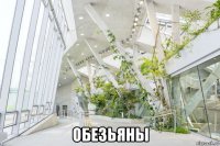  обезьяны