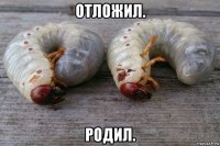 отложил. родил.