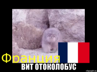  вит отоколобус