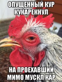 опущенный кур кукарекнул на проехавший мимо мускл кар