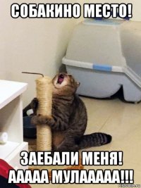 собакино место! заебали меня! ааааа мулааааа!!!
