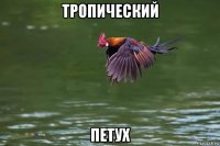 тропический петух