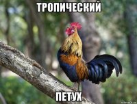 тропический петух