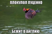 плокулол луценко бежит в англию.