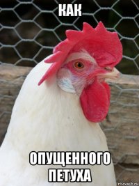 как опущенного петуха