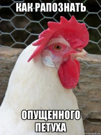 как рапознать опущенного петуха