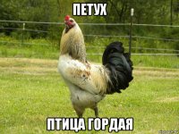 петух птица гордая
