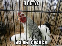 я петух и я обосрался
