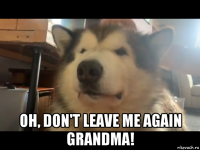  oh, don't leave me again grandma!