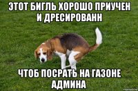 этот бигль хорошо приучен и дресированн чтоб посрать на газоне админа