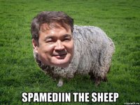  spamediin the sheep