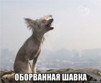  оборванная шавка