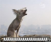  ахахахахахахахахахахаха