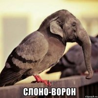  слоно-ворон